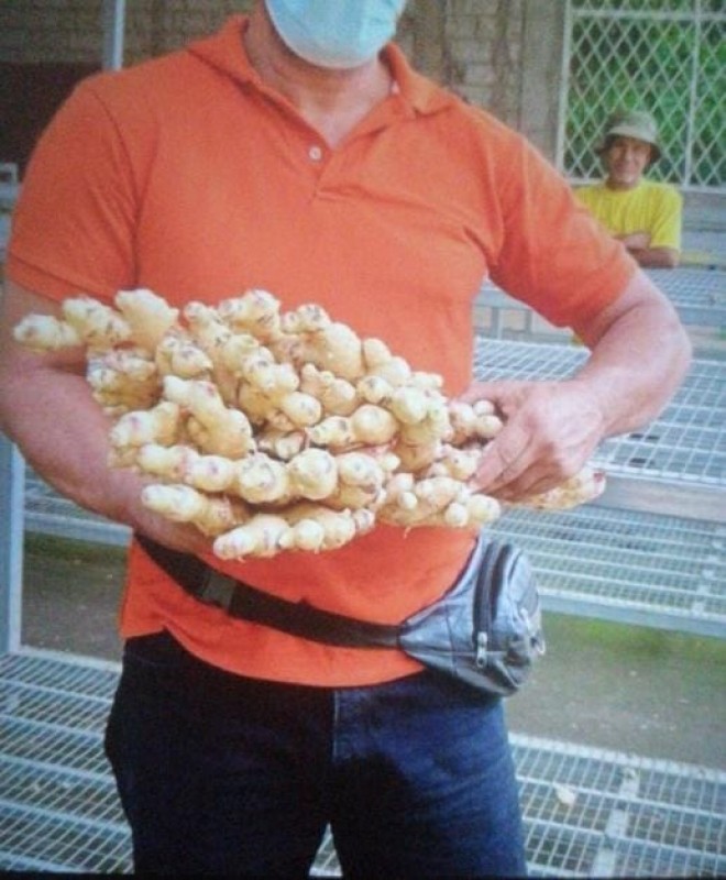 Fresh Organic Ginger from Ecuador